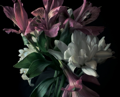 Orchids in Pink