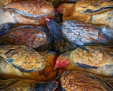 Roosters