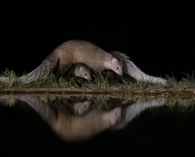 Reflections in the Night 4