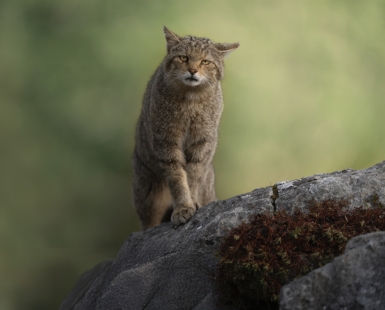The Cat from the Wild World