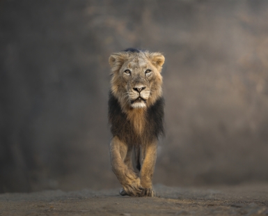 The King of the forest