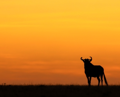 Wildebeest Sunset