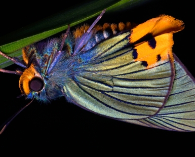 The most colorful of all butterflies... the Cameron Highlands Skipper.