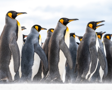 March of Majesty