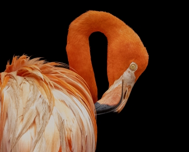 Orange Elegance