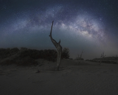 Dead Tree Under The Starry Sky