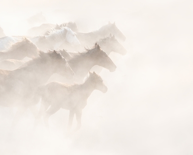 The Wild Horses of Anatolia 