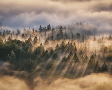 Forest in the clouds