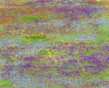 Whispers of Bloom