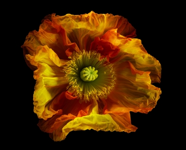 Icelandic Poppy