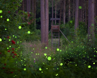 Whispers of Light