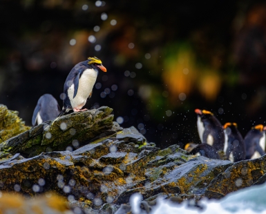 Rising amongst bubbles
