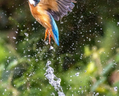 Kingfisher entering the water to catch fish