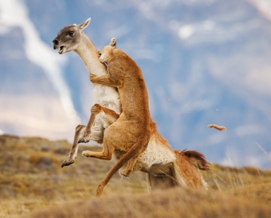 Hunting 