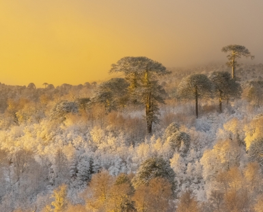 Araucarias of the Nahuelbuta mountain range
