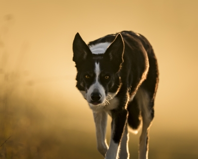 Dog or Wolf?