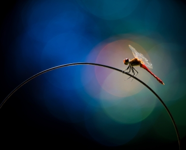 Insect glamour