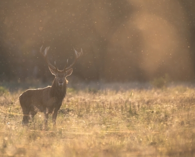 Deer in the meadow
