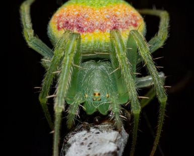 Speckled Orbweaver Spider