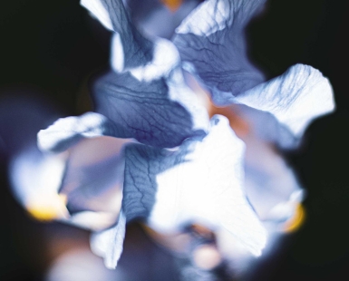 Flower Portraits Blue Iris
