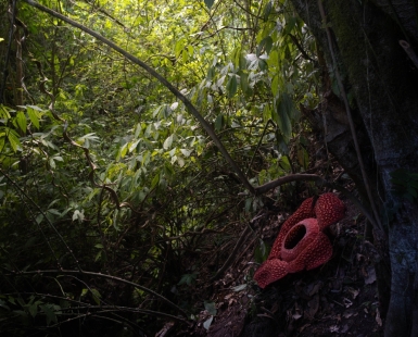 Blooming Rafflesia 
