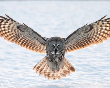 Lapland owl landing