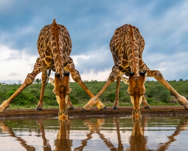 Giraffes drinking