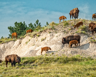 Bison Ridge