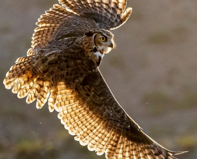Owl with a Bowtie