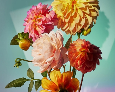 Colorbomb