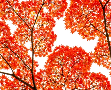 Geometry of Autumn Silence