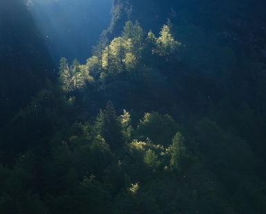 Mountain Forest