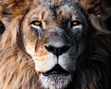 Sovereign Gaze