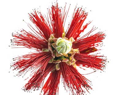Bottlebrush, Calabasas, California, 2025