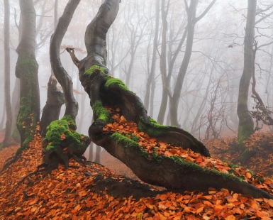 Crooked Tree