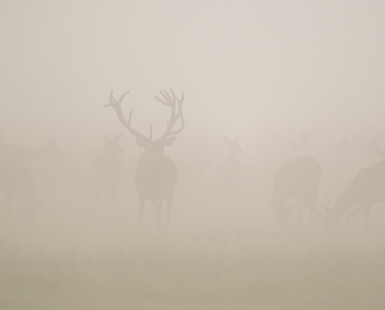 Magic Fog