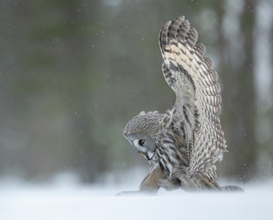 Silent Hunting