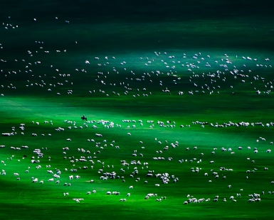 Prairie starry sky