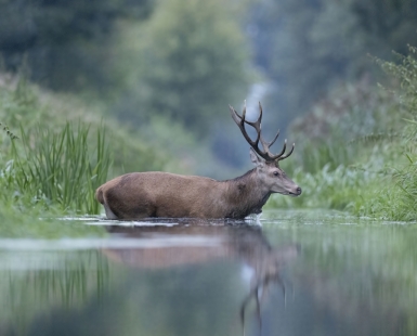 Deer