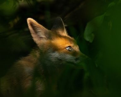 Behind the leaves