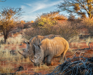 white rhinos