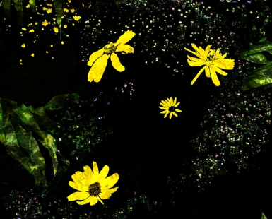 Street Flowers 4
