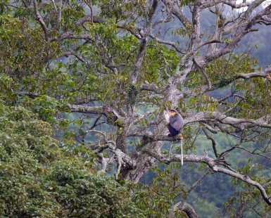 The Tree House