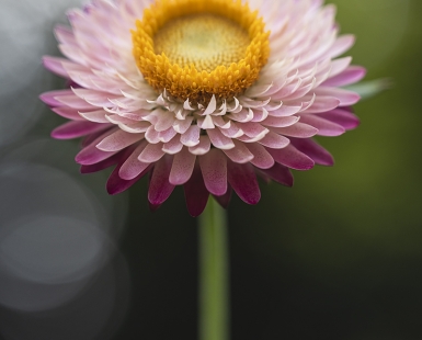 Strawflower