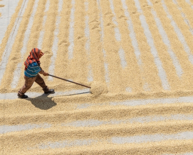 Drying Coffee Beans in the Sun