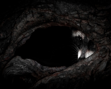 The watcher