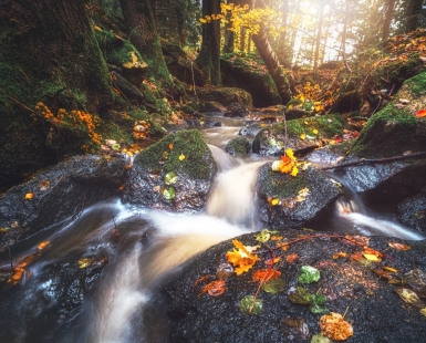 Autumn