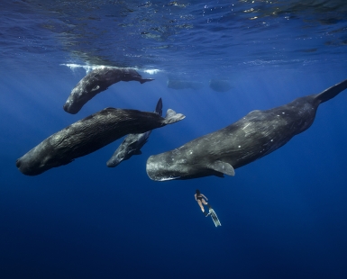 Giants of the blue