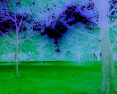 Tree Park