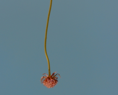 let it hang